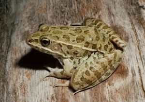 Plains Leopard Frog