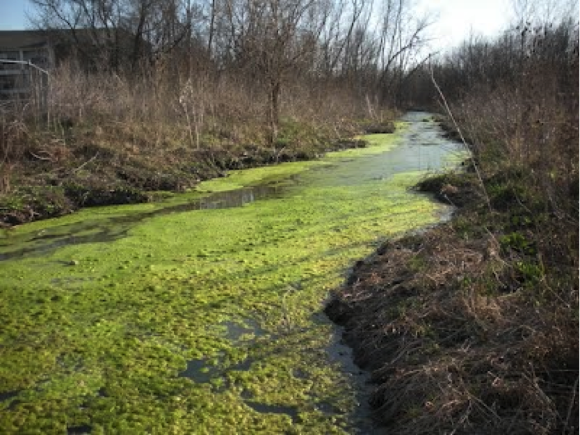 Water bloom, Algal Blooms, Eutrophication & Nutrient Pollution