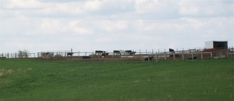 cows